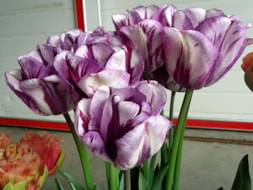 Twin-Flame-(4)